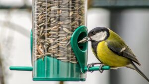 Cómo hacer que un pájaro quisquilloso coma una dieta balanceada.