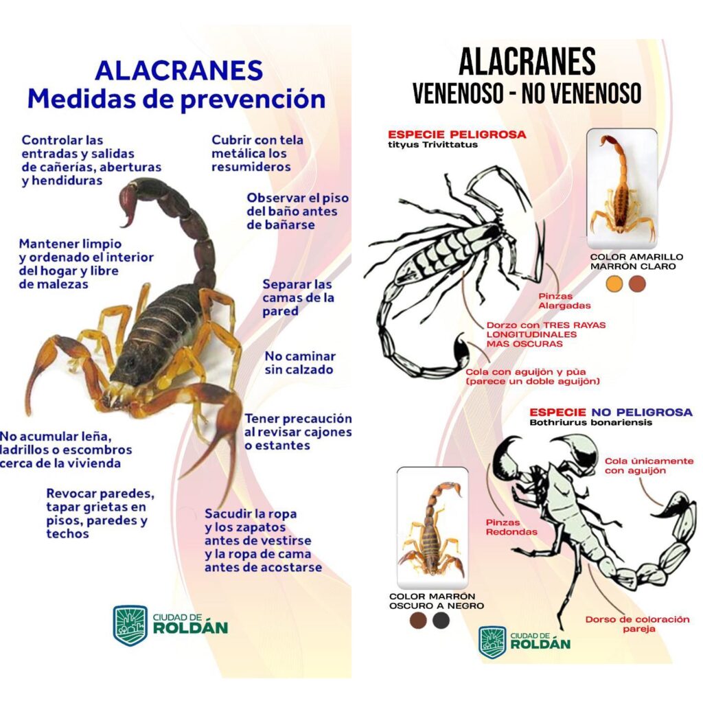 Consejos para enseñar a los niños a interactuar de manera segura con escorpiones.