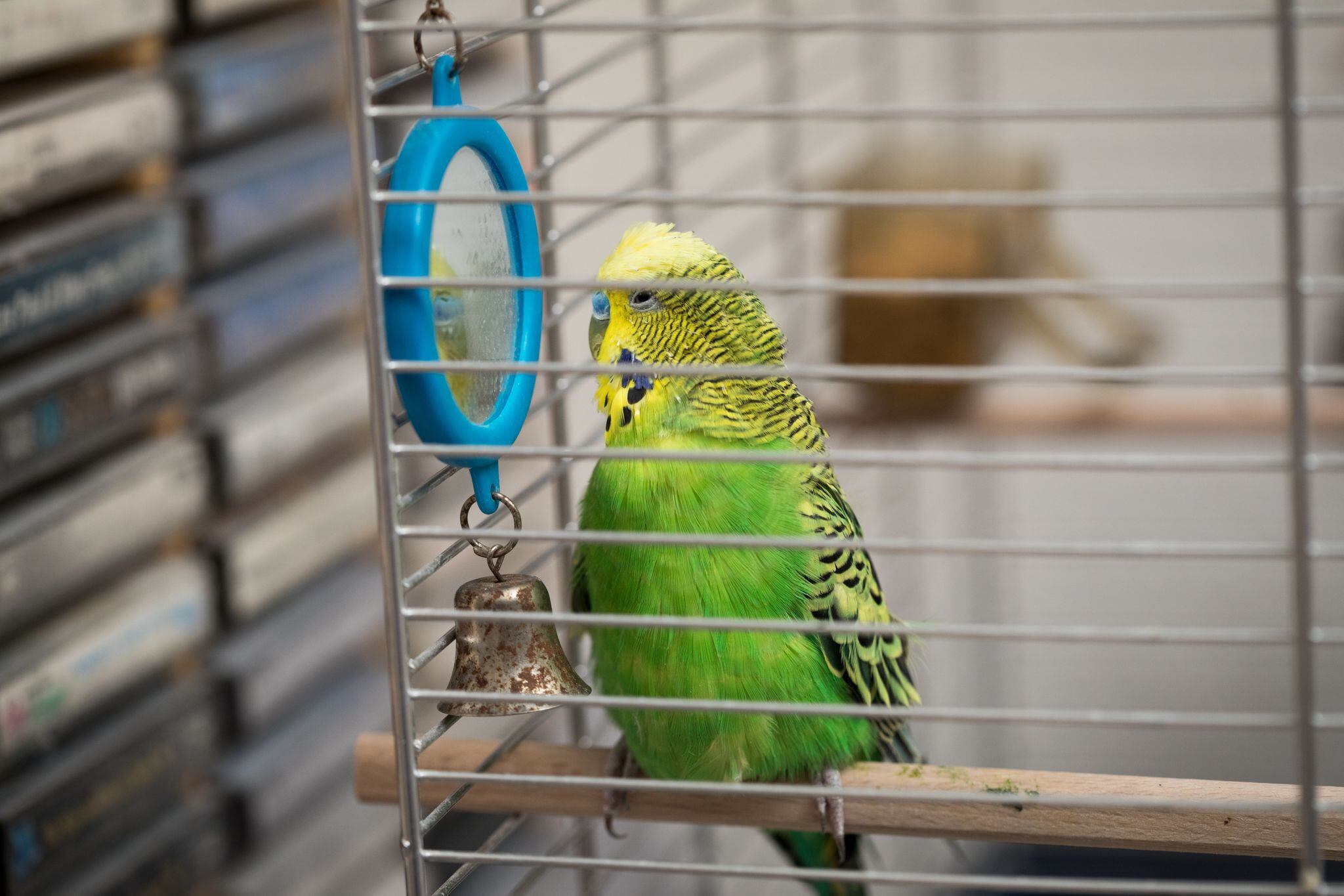 Consejos para evitar el aburrimiento y la depresión en pájaros solitarios.