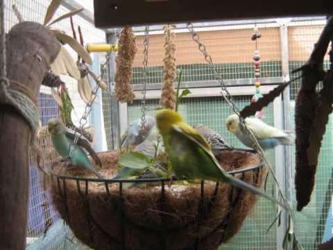 El uso de plantas seguras para enriquecer el ambiente de tu pájaro.