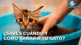 Frecuencia ideal para bañar a tu gato.