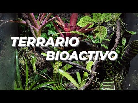 Los beneficios de las plantas naturales para reptiles en terrarios tropicales.