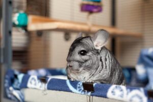 Los mejores juguetes interactivos para que los niños jueguen con chinchillas.