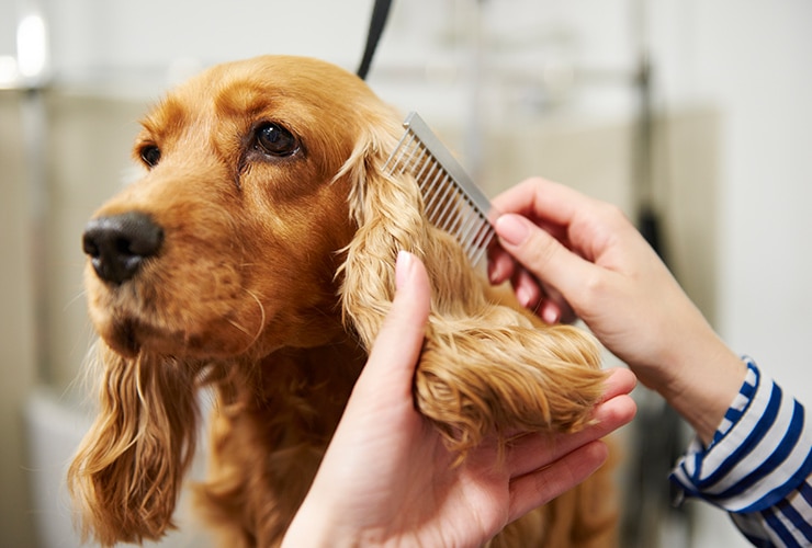 Los mejores productos para el cuidado del pelaje canino.