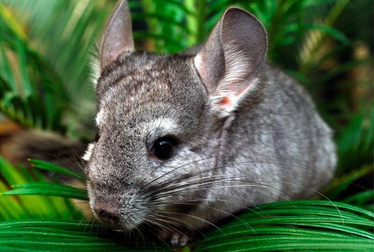 Qué hacer si tu chinchilla muestra signos de estrés extremo.